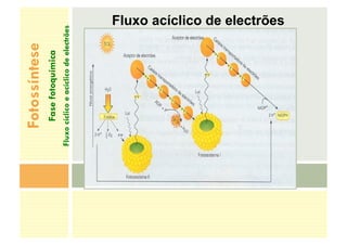 Fotossíntese
Fase
fotoquímica
Fluxo
cíclico
e
acíclico
de
electrões
Fluxo acíclico de electrões
 