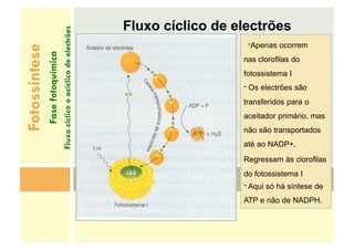 Fluxo cíclico de electrões
-Apenas ocorrem
nas clorofilas do
fotossistema I
- Os electrões são
transferidos para o
aceitador primário, mas
não são transportados
até ao NADP+.
Regressam às clorofilas
do fotossistema I
- Aqui só há síntese de
ATP e não de NADPH.
Fotossíntese
Fase
fotoquímica
Fluxo
cíclico
e
acíclico
de
electrões
 