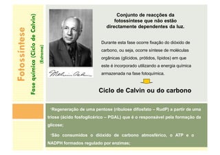 Conjunto de reacções da
fotossíntese que não estão
directamente dependentes da luz.
Durante esta fase ocorre fixação do dióxido de
carbono, ou seja, ocorre síntese de moléculas
orgânicas (glícidos, prótidos, lípidos) em que
este é incorporado utilizando a energia química
armazenada na fase fotoquímica.
Ciclo de Calvin ou do carbono
-Regeneração de uma pentose (ribulose difosfato – RudP) a partir de uma
triose (ácido fosfoglicérico – PGAL) que é o responsável pela formação da
glicose;
-São consumidos o dióxido de carbono atmosférico, o ATP e o
NADPH formados regulado por enzimas;
Fotossíntese
Fase
química
(Ciclo
de
Calvin)
(Estroma)
 