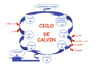 6 Moléculas de CO2
Composto
intermédio
(INSTÁVEL)
6 C
12 PGA
3C
12 PGAL
3C
2 PGAL
3C
1 GLICOSE
6C
10 PGAL
3C
6 RuP
5C
6 RudP
5C
12 ATP
12 ADP + 12 P
12 NADPH
12 NADP+
6 ATP
6 ADP + 6 P
CICLO
DE
CALVIN
 