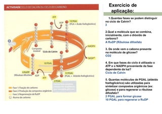 1.Quantas fases se podem distinguir
no ciclo de Calvin?
3
2.Qual a molécula que se combina,
inicialmente, com o dióxido de
carbono?
A RuDP (Ribulose difosfato
3. De onde vem o cabono presente
na molécula de glicose?
CO2
4. Em que fases do ciclo é utilizado o
ATP e o NADPH proveniente da fase
dependente da luz?
Ciclo de Calvin
5. Quantas moléculas de PGAL (aldeído
fosfoglicérico) são utilizadas para
sintetizar compostos orgânicos (ex:
glicose) e para regenerar a ribulose
difosfato?
2 PGAL para formar gicose
10 PGAL para regenerar a RuDP
Exercício de
aplicação:
 