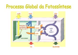 LUZ H2O
02
CO2
GLICOSE
NADPH
ATP
 