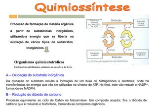 Processo de formação de matéria orgânica
a partir
utilizando
oxidação
de substâncias inorgânicas,
a energia que se liberta na
de vários tipos de substratos
Inorgânicos.
Organismos quimiautotróficos
Ex: bactérias nitrificantes, oxidantes de enxofre e de ferro.
A – Oxidação do substrato inorgânico
Da oxidação do substrato resulta a formação de um fluxo de hidrogeniões e electrões, onde há
transferências de energia que vão ser utilizadas na síntese de ATP. No final, este vão reduzir o NADP+,
formando-se NADPH.
B – Redução do dióxido de carbono
Processo equivalente ao ciclo de Calvin na fotossíntese. Um composto aceptor, fixa o dióxido de
carbono que é reduzido e fosforilado, formando-se compostos orgânicos.
 