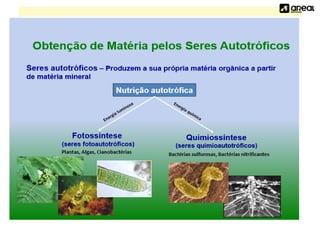 Processo da Fotossíntese versus quimiossíntese