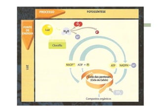 Processo da Fotossíntese versus quimiossíntese