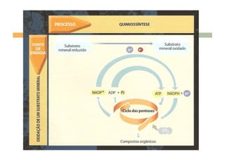 Processo da Fotossíntese versus quimiossíntese