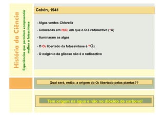 História
da
Ciência
Experiências
que
permitem
compreender
melhor
a
fotossíntese
Calvin, 1941
- Algas verdes Chlorella
- Colocadas em H2O, em que o O é radioactivo (18
O)
- Iluminaram as algas
- O O2 libertado da fotossíntese é 18
O2
- O oxigénio da glicose não é o radioactivo
Qual será, então, a origem do O2 libertado pelas plantas??
Tem origem na água e não no dióxido de carbono!
 