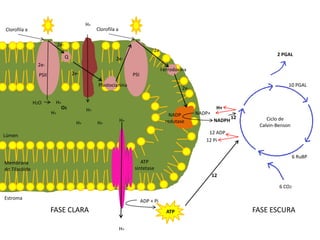 H+
Clorofila a                                       Clorofila a

                             2e-
                                                                                 2e-
                                   Q                                                                                              2 PGAL
                                                           2e-
                2e-
                                                                                      Ferrodoxina
                 PSII                  2e-                           PSI
                                                  Plastocianina                                                                        10 PGAL
                                                                                               2e-

               H2O       H+
                           O2                H+                                                               H+
                        H+                                                                NADP       NADP+
                                                                                                                     12       Ciclo de
                                        H+        H+            H+                      redutase             NADPH
                                                                                                                           Calvin-Benson
                                                                                                         12 ADP
Lúmen
                                                                                                        12 Pi


                                                                                                                                           6 RuBP
Membrana                                                                ATP
do Tilacóide                                                         sintetase
                                                                                                             12

                                                                                                                                   6 CO2

Estroma
                                                                           ADP + Pi
                        FASE CLARA                                                      ATP                               FASE ESCURA

                                                                H+
 