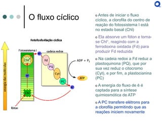 O fluxo cíclico 
o Antes de iniciar o fluxo cíclico, a clorofila do centro de reação do fotossistema I está no estado basal (Chl) 
o Ela absorve um fóton e torna- se Chl+, reagindo com a ferrodoxina oxidada (Fd) para produzir Fd reduzida 
o Na cadeia redox a Fd reduz a plastoquinona (PQ), que por sua vez reduz o citocromo (Cyt), e por fim, a plastocianina (PC) 
o A energia do fluxo de ē é captada para a síntese quimiosmótica de ATP 
o A PC transfere elétrons para a clorofila permitindo que as reações iniciem novamente  