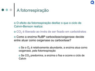 o O efeito da fotorrespiração desfaz o que o ciclo de Calvin-Benson realiza: 
o CO2 é liberado ao invés de ser fixado em carboidratos 
o Como a enzima RuBP carboxilase/oxigenase decide entre atuar como oxigenase ou carboxilase? 
o Se o O2 é relativamente abundante, a enzima atua como oxigenase, pela fotorrespiração 
o Se CO2 predomina, a enzima o fixa e ocorre o ciclo de Calvin 
A fotorrespiração  