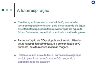 Em dias quentes e secos, o nível de O2 numa folha torna-se especialmente alto, para evitar a perda de água, os estômatos (que permitem a evaporação de água da folha), fecham-se, impedindo a entrada e saída de gases 
A concentração de CO2 cai, pois está sendo utilizado pelas reações fotossintéticas, e a concentração de O2 aumenta, devido a essas mesmas reações 
Portanto, o sítio ativo da RuBP carboxilase/oxigenase evoluiu para fixar tanto O2 como CO2, segundo a disponibilidade de cada um 
A fotorrespiração  