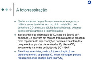 Certas espécies de plantas como a cana-de-açúcar, o milho e ervas daninhas tem um ciclo metabólico que concentra CO2 em suas células fotossintéticas, evitando quase completamente a fotorrespiração 
Tais plantas são chamadas de C4 (ciclo de ácidos de 4 carbonos), e ocorrem em regiões tropicais porque crescem mais rapidamente sob condições quentes e ensolaradas do que outras plantas denominadas C3 (fixam CO2 inicialmente na forma de ácidos de 3C – GAP) 
Em climas mais frios, onde a fotorrespiração é um problema menor, as plantas C3 levam vantagem porque requerem menos energia para fixar CO2 
A fotorrespiração  