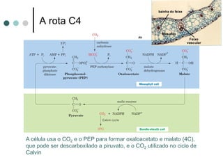 A rota C4 
A célula usa o CO2 e o PEP para formar oxaloacetato e malato (4C), que pode ser descarboxilado a piruvato, e o CO2 utilizado no ciclo de Calvin 