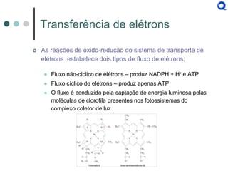 Transferência de elétrons 
As reações de óxido-redução do sistema de transporte de elétrons estabelece dois tipos de fluxo de elétrons: 
Fluxo não-cíclico de elétrons – produz NADPH + H+ e ATP 
Fluxo cíclico de elétrons – produz apenas ATP 
O fluxo é conduzido pela captação de energia luminosa pelas moléculas de clorofila presentes nos fotossistemas do complexo coletor de luz  