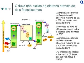O fluxo não-cíclico de elétrons através de dois fotossistemas 
o A molécula de clorofila no fotossistema II absorve o máximo de luz a 680 nm, tornando-se excitada (Chl+) 
o A energia do fluxo de elétrons da cadeia redox é captada para a síntese de ATP 
o A molécula de clorofila no fotossistema I absorve o máximo de luz a 700 nm, tornando-se excitada (Chl+) 
o O fotossistema I reduz a ferrodoxina (Fd) que por sua vez, reduz o NADP+  