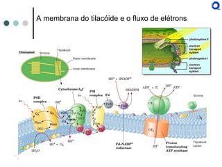 A membrana do tilacóide e o fluxo de elétrons  