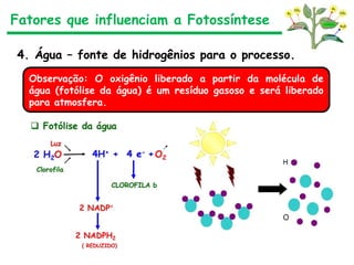 Fatores que influenciam a Fotossíntese
4. Água – fonte de hidrogênios para o processo.
Observação: O oxigênio liberado a partir da molécula de
água (fotólise da água) é um resíduo gasoso e será liberado
para atmosfera.
 