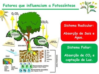 Sistema Radicular:
Absorção de Sais e
Água.
Sistema Foliar:
Absorção de CO2 e
captação de Luz.
Fatores que influenciam a Fotossíntese
 