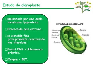 Estudo do cloroplasto
❑Delimitado por uma dupla
membrana lipoproteica.
❑Preenchido pelo estroma.
❑A clorofila fica
principalmente armazenada
nos tilacoides.
❑Possui DNA e Ribossomos
próprios.
❑Origem – SET.
 