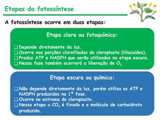 Etapas da fotossíntese
A fotossíntese ocorre em duas etapas:
Etapa clara ou fotoquímica:
❑ Depende diretamente da luz.
❑ Ocorre nas porções clorofiladas do cloroplasto (tilacoides).
❑ Produz ATP e NADPH que serão utilizados na etapa escura.
❑ Nessa fase também ocorrerá a liberação de O2.
Etapa escura ou química:
❑ Não depende diretamente da luz, porém utiliza os ATP e
NADPH produzidos na 1ª fase.
❑ Ocorre no estroma do cloroplasto.
❑ Nessa etapa o CO2 é fixado e a molécula de carboidrato
produzida.
 