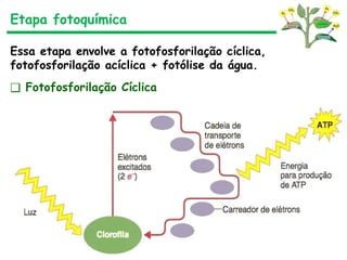 Etapa fotoquímica
Essa etapa envolve a fotofosforilação cíclica,
fotofosforilação acíclica + fotólise da água.
❑ Fotofosforilação Cíclica
 