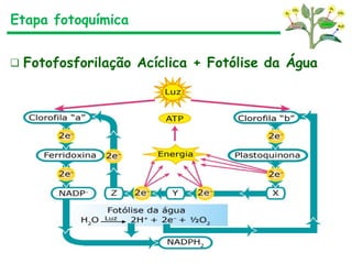❑ Fotofosforilação Acíclica + Fotólise da Água
Etapa fotoquímica
 
