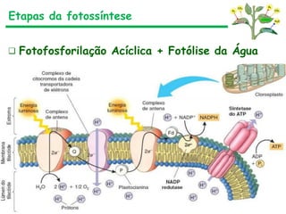 Etapas da fotossíntese
❑ Fotofosforilação Acíclica + Fotólise da Água
 