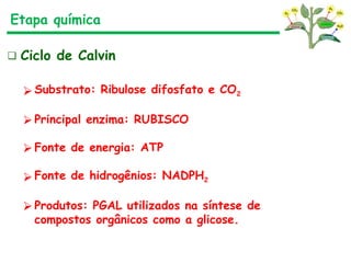 Etapa química
❑ Ciclo de Calvin
⮚ Substrato: Ribulose difosfato e CO2
⮚ Principal enzima: RUBISCO
⮚ Fonte de energia: ATP
⮚ Fonte de hidrogênios: NADPH2
⮚ Produtos: PGAL utilizados na síntese de
compostos orgânicos como a glicose.
 