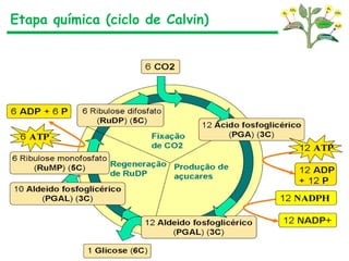 Etapa química (ciclo de Calvin)
 