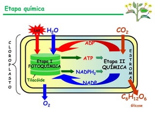 Etapa química
 