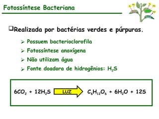 Fotossíntese Bacteriana
Realizada por bactérias verdes e púrpuras.
⮚ Possuem bacterioclorofila
⮚ Fotossíntese anoxígena
⮚ Não utilizam água
⮚ Fonte doadora de hidrogênios: H2S
6CO2 + 12H2S C6H12O6 + 6H2O + 12S
LUZ
 