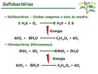 Sulfobactérias
Þ Sulfobactérias - Oxidam compostos a base de enxofre.
2 H2S + O2 2 H2O + 2 S
6CO2 + 6H2O C6H12O6 + 6O2
Energia
Þ Nitrobactérias (Nitrosomonas)
2NH3 + 3O2 2HNO2 + 2H2O
Energia
6CO2 + 6H2O C6H12O6 + 6O2
 