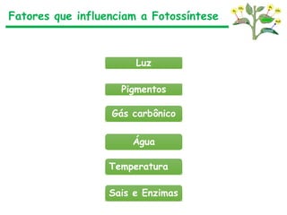 Fatores que influenciam a Fotossíntese
Luz
Pigmentos
Gás carbônico
Água
Temperatura
Sais e Enzimas
 