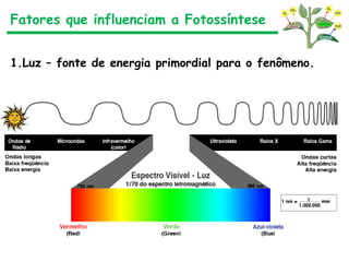 Fatores que influenciam a Fotossíntese
1.Luz – fonte de energia primordial para o fenômeno.
 