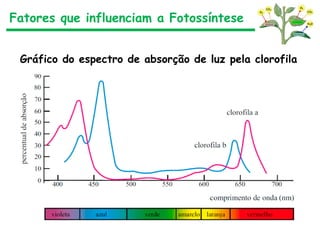 Fatores que influenciam a Fotossíntese
Gráfico do espectro de absorção de luz pela clorofila
 