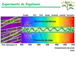 Experimento de Engelmann
 