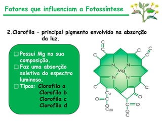 Fatores que influenciam a Fotossíntese
2.Clorofila – principal pigmento envolvido na absorção
da luz.
❑ Possui Mg na sua
composição.
❑ Faz uma absorção
seletiva do espectro
luminoso.
❑ Tipos: Clorofila a
Clorofila b
Clorofila c
Clorofila d
 