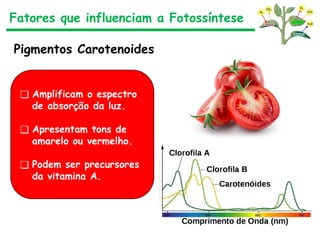 Fatores que influenciam a Fotossíntese
Pigmentos Carotenoides
❑ Amplificam o espectro
de absorção da luz.
❑ Apresentam tons de
amarelo ou vermelho.
❑ Podem ser precursores
da vitamina A.
 