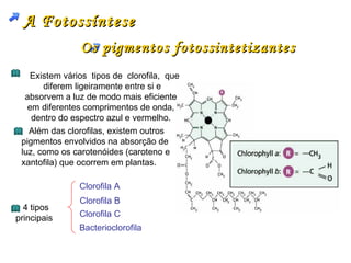 A Fotossíntese
               Os pigmentos fotossintetizantes
   Existem vários tipos de clorofila, que
       diferem ligeiramente entre si e
  absorvem a luz de modo mais eficiente
   em diferentes comprimentos de onda,
    dentro do espectro azul e vermelho.
   Além das clorofilas, existem outros
 pigmentos envolvidos na absorção de
 luz, como os carotenóides (caroteno e
 xantofila) que ocorrem em plantas.

               Clorofila A
               Clorofila B
  4 tipos
principais     Clorofila C
               Bacterioclorofila
 