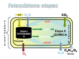 Luz      H2 O                CO2
C                        ADP
L
O                                          E
R                                          S
                         ATP               T
O       Etapa I                 Etapa II   R
P     FOTOQUÍMIC
L
           A
                                QUÍMICA    O
                                           M
A                      NADPH2              A
S
    Tilacóide
T                        NADP
O

                                         C6 H12 O6
             O2                   H2 O     Glicose
 