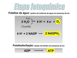 Fotólise da água: quebra da molécula de água em presença de luz

                  Luz
             2 H2O           4 H+ + 4 e- + O2
             Clorofila

        4 H+ + 2 NADP                 2 NADPH2


    Fotofosforilação: adição de fosfato em presença de luz

                ADP                     ATP
 