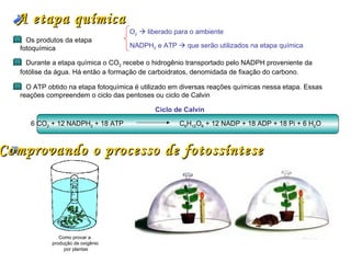 A etapa química
                                     O2  liberado para o ambiente
     Os produtos da etapa
   fotoquímica                       NADPH2 e ATP  que serão utilizados na etapa química

     Durante a etapa química o CO2 recebe o hidrogênio transportado pelo NADPH proveniente da
   fotólise da água. Há então a formação de carboidratos, denomidada de fixação do carbono.

     O ATP obtido na etapa fotoquímica é utilizado em diversas reações químicas nessa etapa. Essas
   reações compreendem o ciclo das pentoses ou ciclo de Calvin

                                             Ciclo de Calvin

      6 CO2 + 12 NADPH2 + 18 ATP                     C6H12O6 + 12 NADP + 18 ADP + 18 Pi + 6 H2O



Comprovando o processo de fotossíntese




                Como provar a
             produção de oxigênio
                  por plantas
 