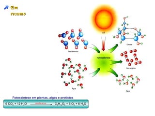 Em
   resumo




    Fotossíntese em plantas, algas e protistas

6 CO2 + 12 H2O     clorofila e Luz
                                     C6H12O6 + 6 O2 + 6 H2O
 