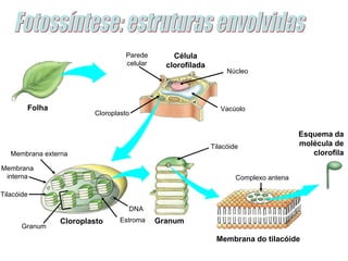 Parede        Célula
                                 celular     clorofilada
                                                                Núcleo




        Folha                                                 Vacúolo
                        Cloroplasto


                                                                                     Esquema da
                                                           Tilacóide                 molécula de
   Membrana externa                                                                     clorofila
Membrana
 interna                                                           Complexo antena

Tilacóide

                                  DNA
                Cloroplasto     Estroma    Granum
      Granum
                                                            Membrana do tilacóide
 