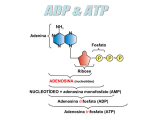 Adenina

                                 Fosfato




                        Ribose

          ADENOSINA (nucleotídeo)

NUCLEOTÍDEO = adenosina monofosfato (AMP)

              Adenosina difosfato (ADP)

                 Adenosina trifosfato (ATP)
 