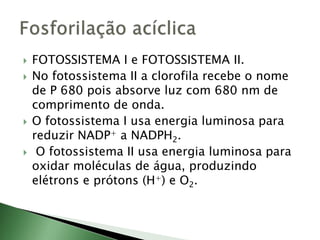  FOTOSSISTEMA I e FOTOSSISTEMA II.
 No fotossistema II a clorofila recebe o nome
de P 680 pois absorve luz com 680 nm de
comprimento de onda.
 O fotossistema I usa energia luminosa para
reduzir NADP+ a NADPH2.
 O fotossistema II usa energia luminosa para
oxidar moléculas de água, produzindo
elétrons e prótons (H+) e O2.
 