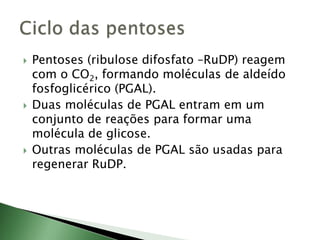  Pentoses (ribulose difosfato –RuDP) reagem
com o CO2, formando moléculas de aldeído
fosfoglicérico (PGAL).
 Duas moléculas de PGAL entram em um
conjunto de reações para formar uma
molécula de glicose.
 Outras moléculas de PGAL são usadas para
regenerar RuDP.
 