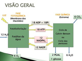 VISÃO GERAL
FASE
FOTOQUÍMICA
(Membrana dos
tilacóides)
LUZ
12 H2O
Fotofosforilação
Fotólise da
água
6 O2
18 ATP
12
NADPH2
18 ADP + 18Pi
12 NADP
FASE QUÍMICA
(Estroma)
Ciclo de
Calvin-Benson
ou
Ciclo das
pentoses
6 CO2
2 PGAL
1 glicose
6 H2O
 