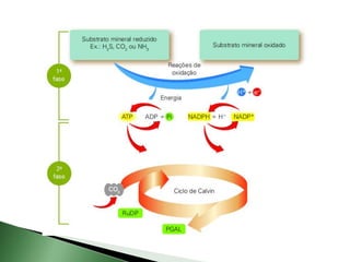 Fotossíntese e quimiossíntese