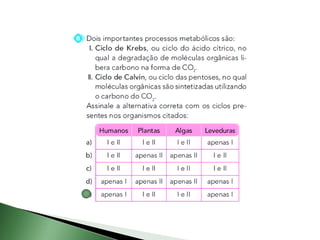 Fotossíntese e quimiossíntese